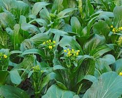 Image of Choi Sam Chinese Flowering Cabbage plant whole